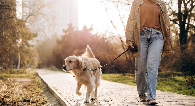 Szétszórt patkányméreg miatt aggódnak Szegeden, a kutyák is veszélyben vannak