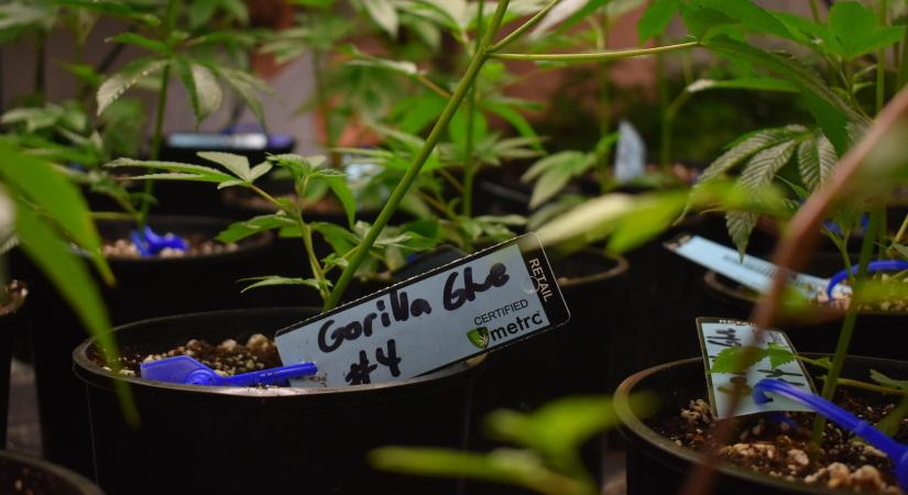 Újabb terméktesztet végzett a szupermenta