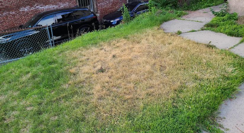 Ezért sárgul ki a füved tavasszal – a hiba a fűnyírásnál kezdődik