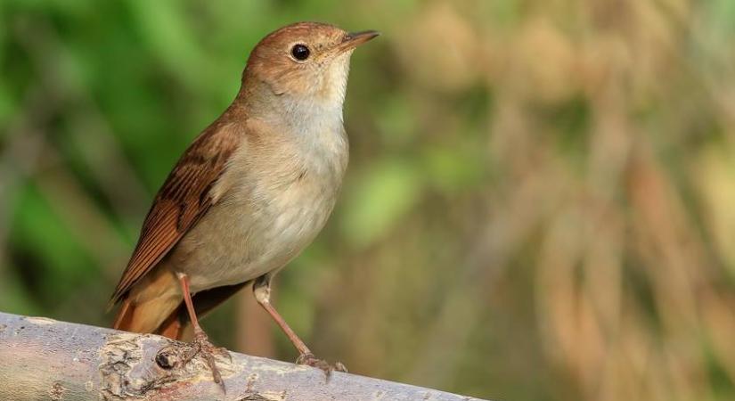 Melyik szép énekesmadár van a képen? 6 kérdés, amire kevesen tudják a választ