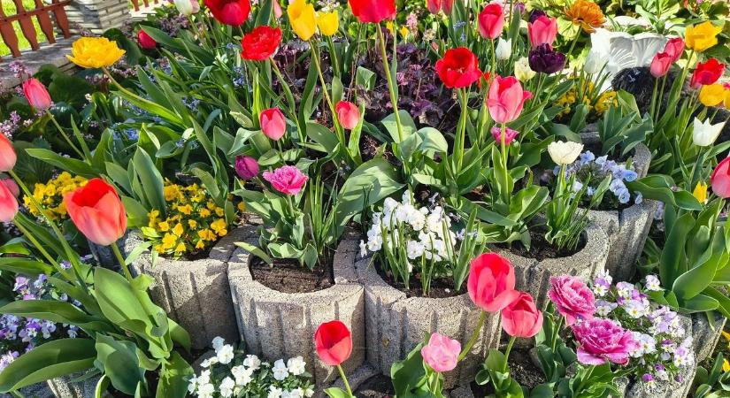 Ilyen tulipánokat még nem láttál – de más is szemet gyönyörködtet ebben a zalai sziklakertben (galéria, videó)