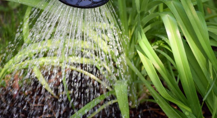 Mikor és mennyit öntözzünk? A legtöbben rosszul csinálják