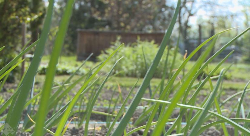 Keresik Magyarország legszebb konyhakertjeit