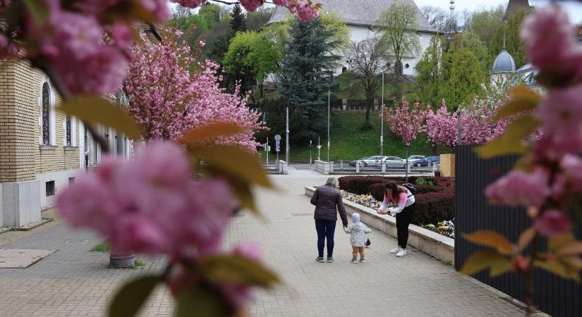 Bámuljunk rózsaszínben pompázó fákat!