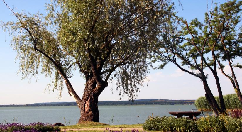 Olyan a Balaton-part, mintha japánban járnánk, csodálatos felvételek érkeztek a tavasz egyik legnagyobb csodájáról
