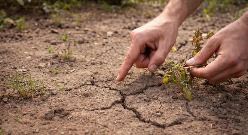 Ha ezt látod a kertedben, azonnal lépned kell: a talajod segítségért „kiált”