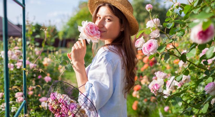 Ezt tedd a héten a rózsáddal és megdöbbentő lesz az eredmény!