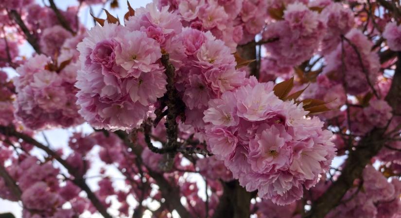 Újra visszatér a tavasz? – tartogat még némi csavart a holnapi időjárás