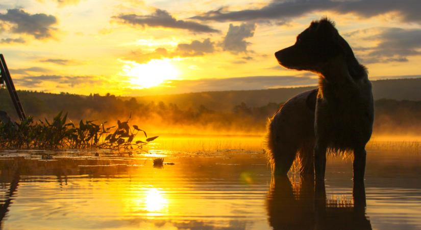 Íme a 3 legújabb kutyafajta: elképesztő, milyen szépek