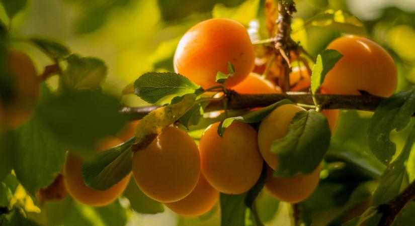 Rajzó kártevők fenyegetik a magyar kajszitermést