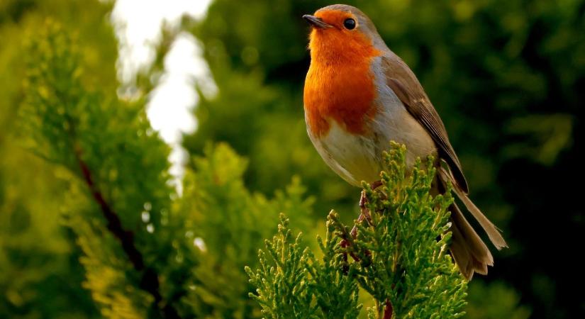 Jó jel, ha ezt a 3 madarat látod a kertben – szerencsét hoznak!