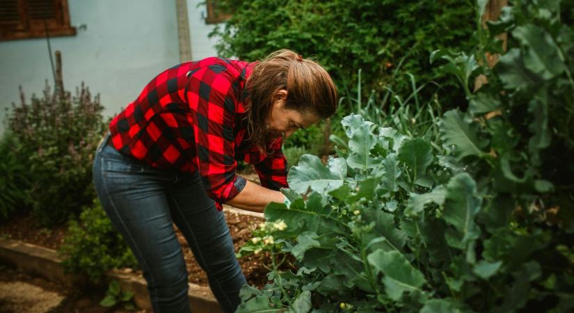 Ezt a növényt mindenki kiirtja a kertből, pedig lehet, hogy többet árt vele, mint gondolná