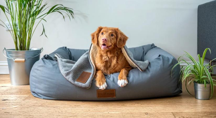 Brutális számok: veszélyes dolog derült ki a kutyás otthonokról