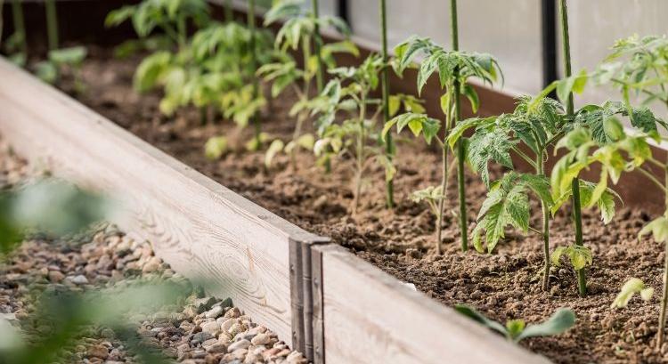 Palántamegnyúlás üvegházban: így előzhető meg