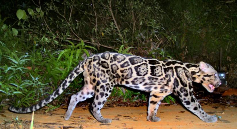 10 év után fotóztak le egy állatok – a tudósok szerint ez mindent megváltoztathat