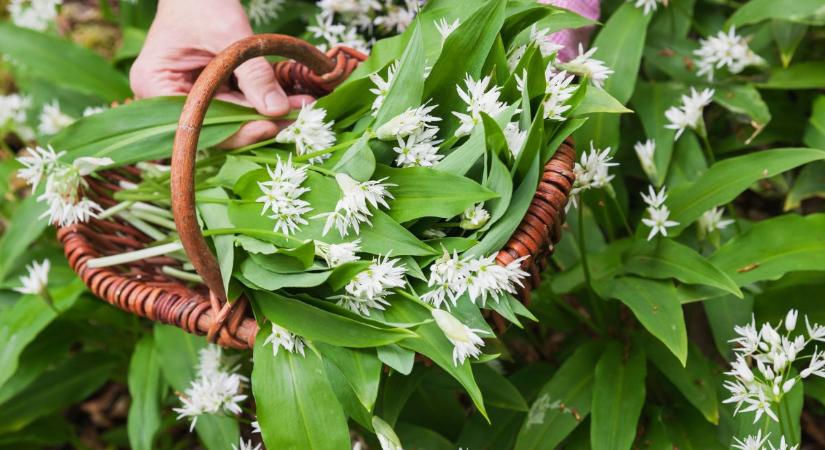 Pofonegyszerű és finom: ha így tartósítod, egész évben élvezheted a medvehagymát