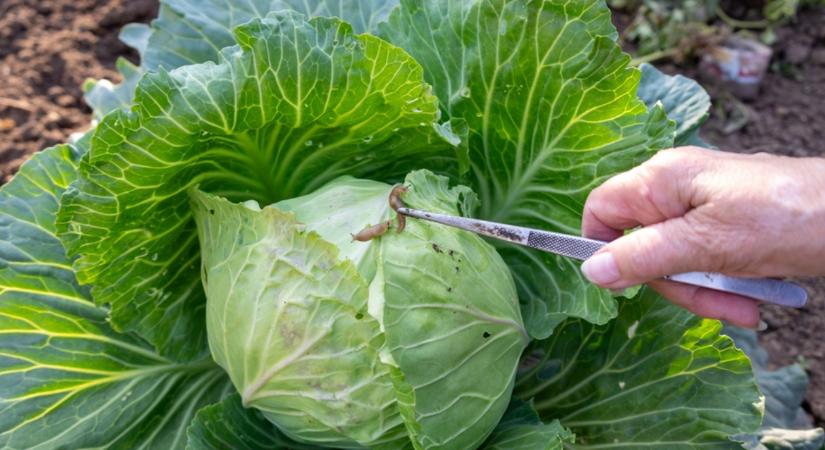 Csészével a meztelencsigák ellen? Erről neked is tudnod kell!