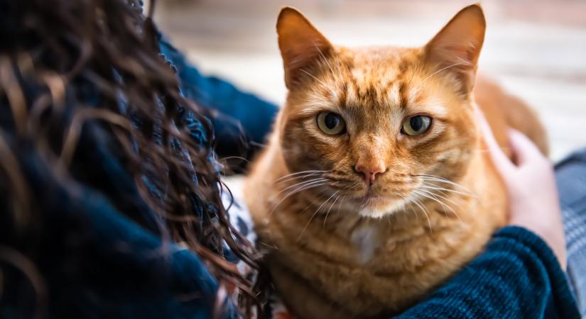 Ez a macska addig „terrorizálja" gazdáját, míg az nem húz nadrágot (videó)