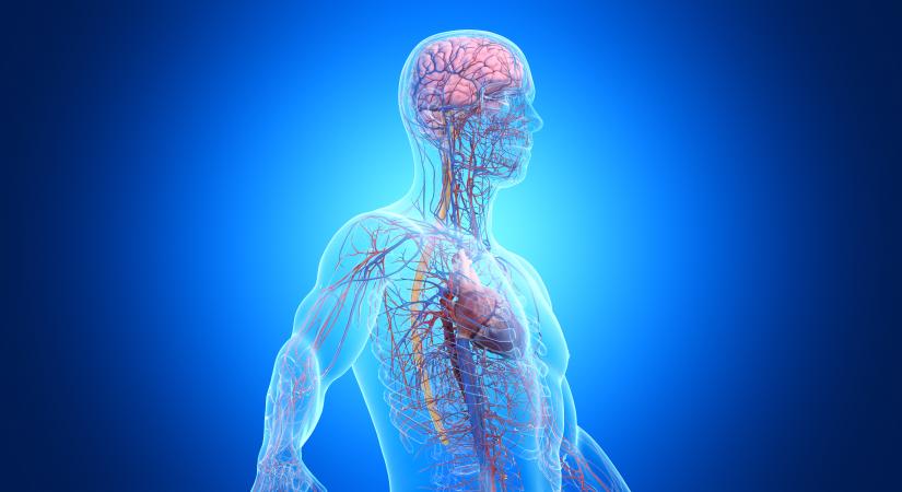 Hol található a legkisebb csontunk? Izgalmas anatómiakvíz