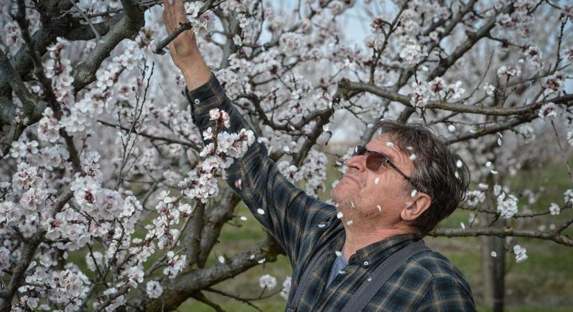 Van remény a nyári barackra? Fagykárok Gyöngyöstől Hatvanig, itt a legdurvább a helyzet