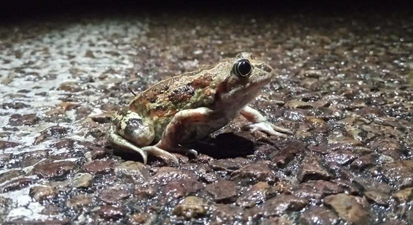 „Gyász ül a szívünkben” – elkeserítő eredménnyel zárult a Pest megyei mentés