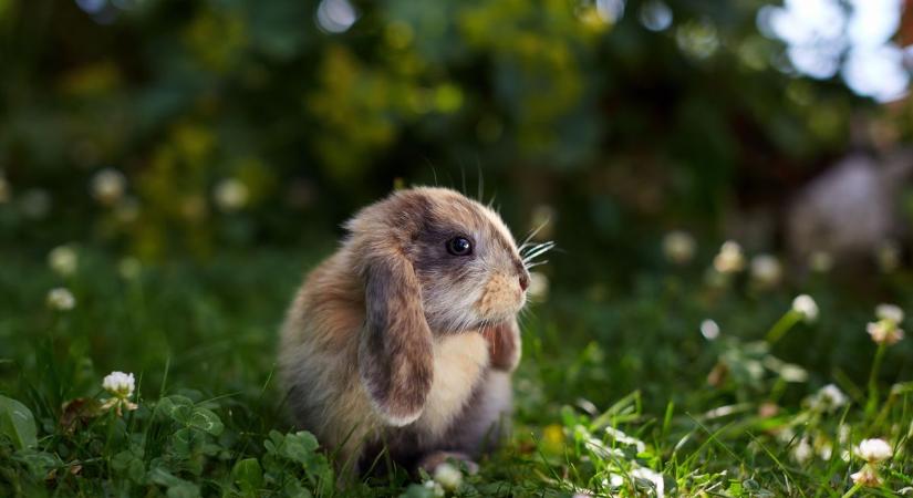 Rejtélyes visszatérés: 4 év után került elő az eltűnt nyúl