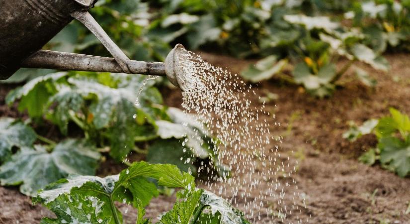 Ezt teszik a kertészek, ha nem akarnak locsolni minden nap