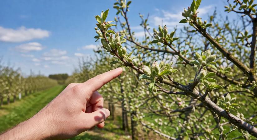 A magyarok minden áprilisban ezt rontják el – ezért lesz beteg a gyümölcsfa