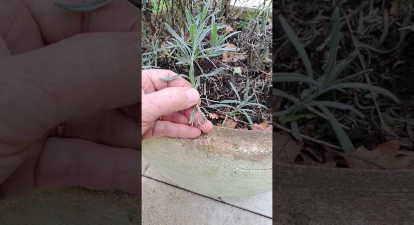 A legtöbb magyar kidobja ezt a 3 dolgot – pedig a levendula ettől virágzik a legszebben