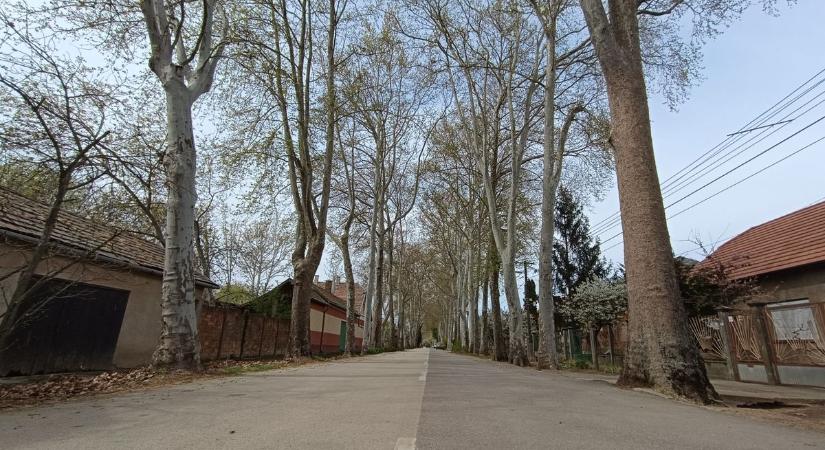 Több méteres ágakat is levághatnak, látványosan átalakulnak a platánok Gerizdesen