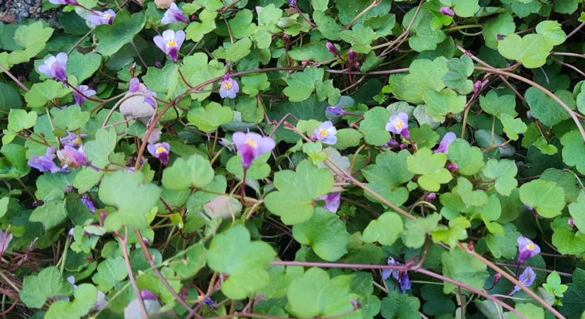 Kőfali pintyő, ami keresi a rést a falon