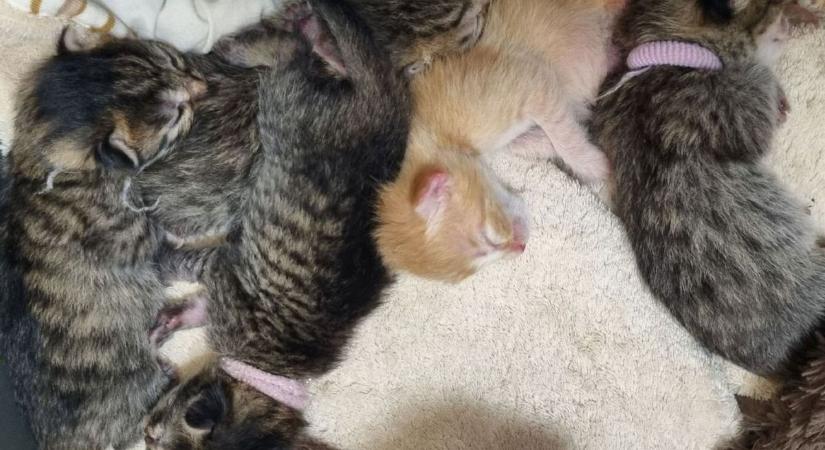 Csodával határos módon életben vannak a zacskóban kidobott kölykök