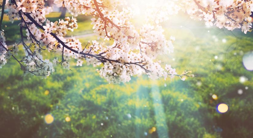 Nincs ellenszere az újonnan megjelent fertőzésnek, tömegével támadja a magyar gyümölcsöt