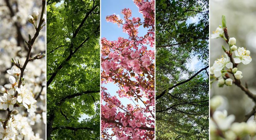 Hogyan válik egy mikroelem a növényi ellenálló képesség kulcsává?