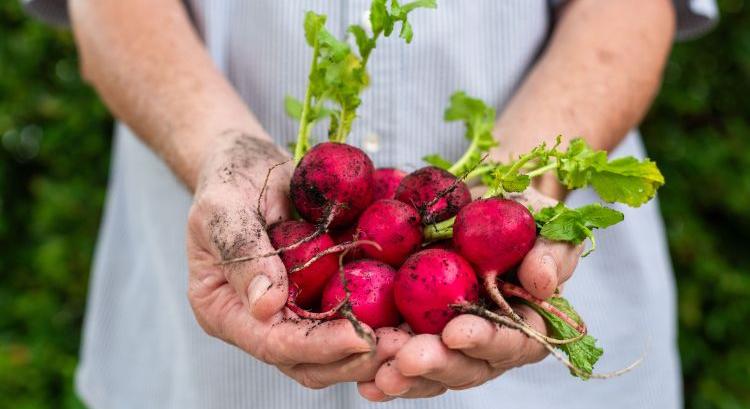 Drágul a magyar retek