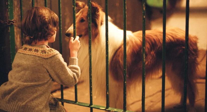 Állatszemmel a világ: ez a 7 mozifilm megmutatja nekünk a legfontosabb dolgokat