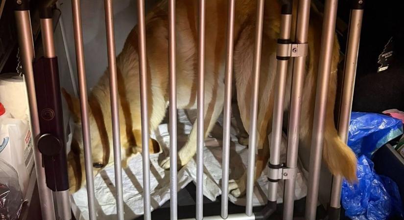 Rohantak az állatvédők, szörnyű szenvedés fogadta őket Mezőfalván