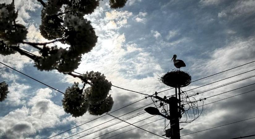 Gólyatánc vagy házastársi vita? Különleges fotó érkezett a zalai településről (fotó a cikkben)