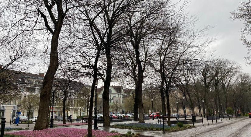 Elkezdődik a fakivágás Kecskeméten: lezárják a Rákóczi utat, 16 idős fától kell búcsúznunk