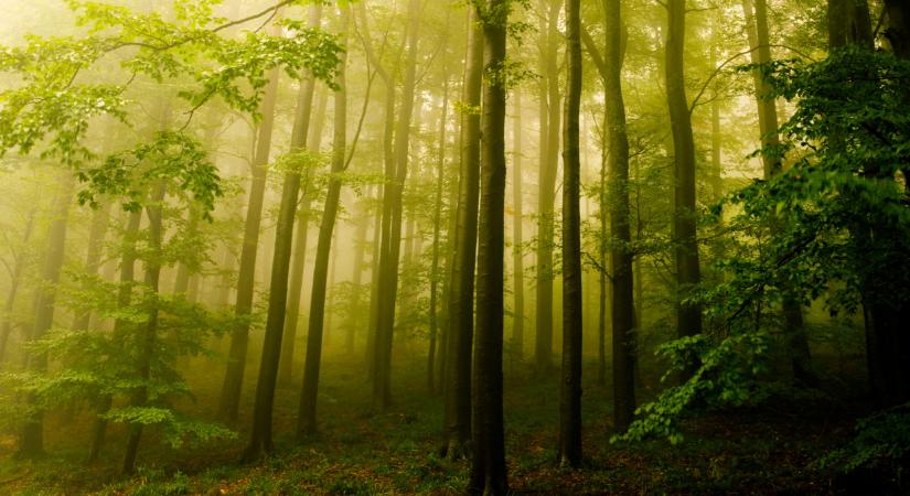 Óriási tévedésben éltünk eddig: lerántották a leplet a csúf igazságról