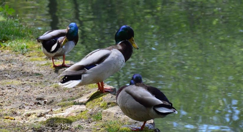 Nem kacsa, de közelít