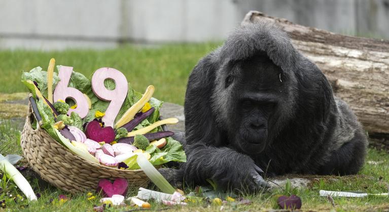 Hatvankilenc éves lett a világ legidősebb gorillája, különleges ajándékot kapott