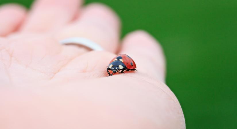 Mit árul el rólad, ha inkább szabadon engeded a rovarokat, mint hogy elpusztítsd őket?