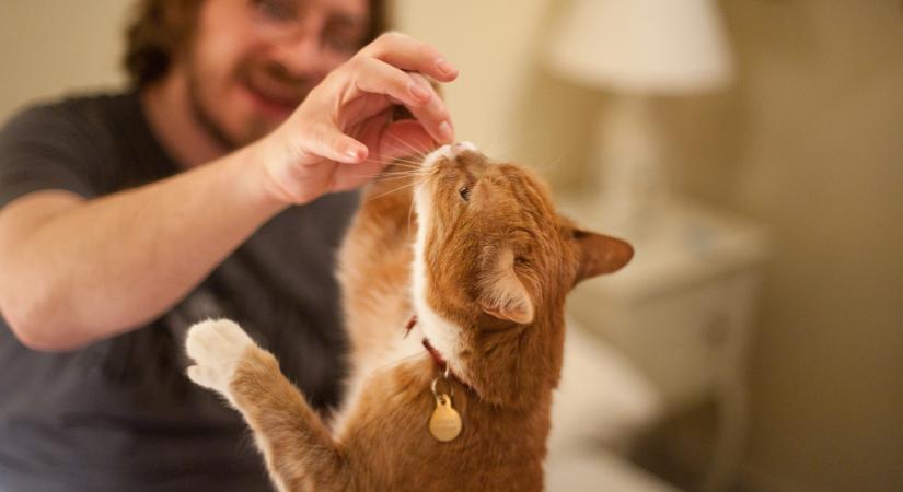 Házi kollagénbomba: így készíts macskádnak egészséges csemegét, mindössze két összetevőből (videó)