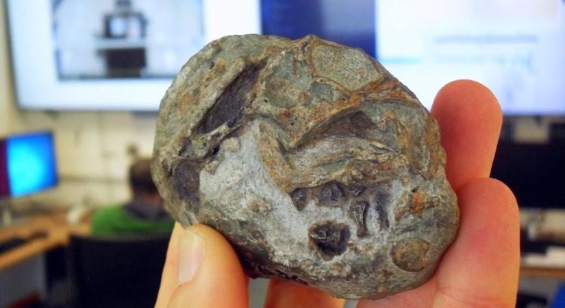 Először találtak az emlősök ősétől származó tojást