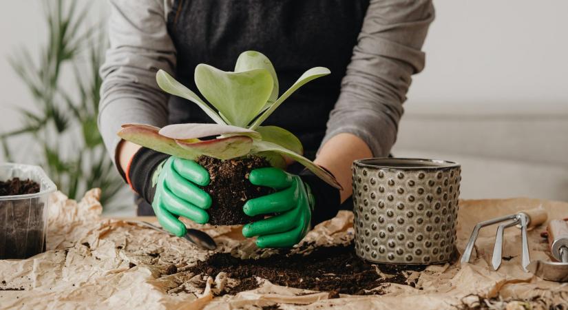5 trendi virágültetési ötlet, ami biztosan feldobja az otthoni hangulatot