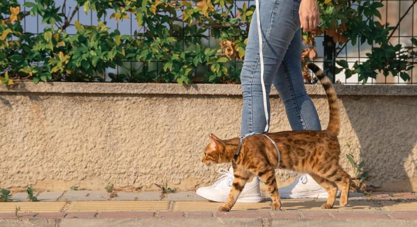 Szabad pórázon sétáltatni a macskát? – Íme, miért dönt mellette egyre több gazdi