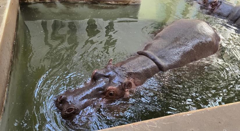 Az Escobar-örökség: Kolumbia elrendeli a szabadon élő vízilovak ritkítását