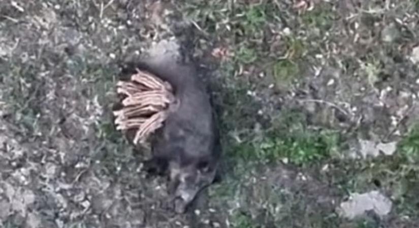 Ismét egy cukiságbomba az erdőből – drónfelvételen a vacsorázó kismalacok