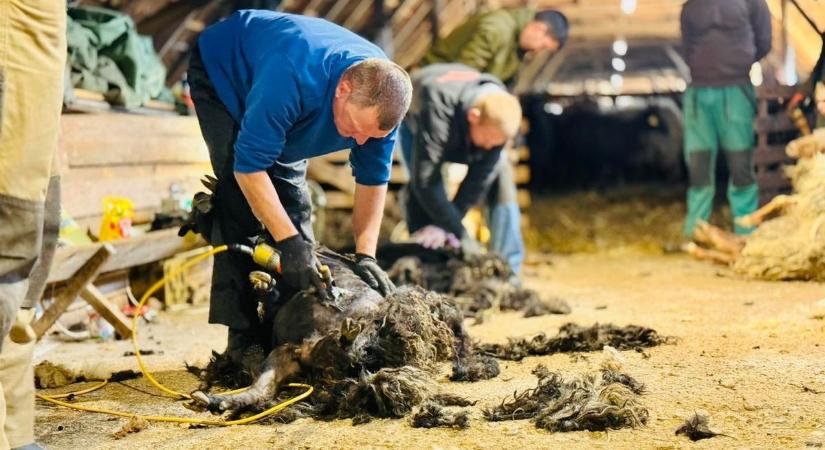 Sikeresen lezajlott a tavaszi juhnyírás Hortobágyon!